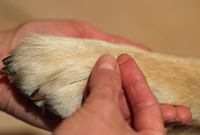 Akupunktur beim Hund
