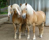Artgerechte Haltung und Fütterung sind wichtige Voraussetzungen für ein gesundes Pferdeleben.